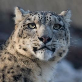 Peaceful Coexistence: Snow Leopards and Humans Share Pakistan’s Mountains